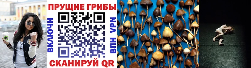 Галлюциногенные грибы Psilocybine cubensis продажа наркотиков Ачинск